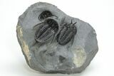Two, Large Devil Horned Cyphaspis Trilobites - One Ventral #208381-9